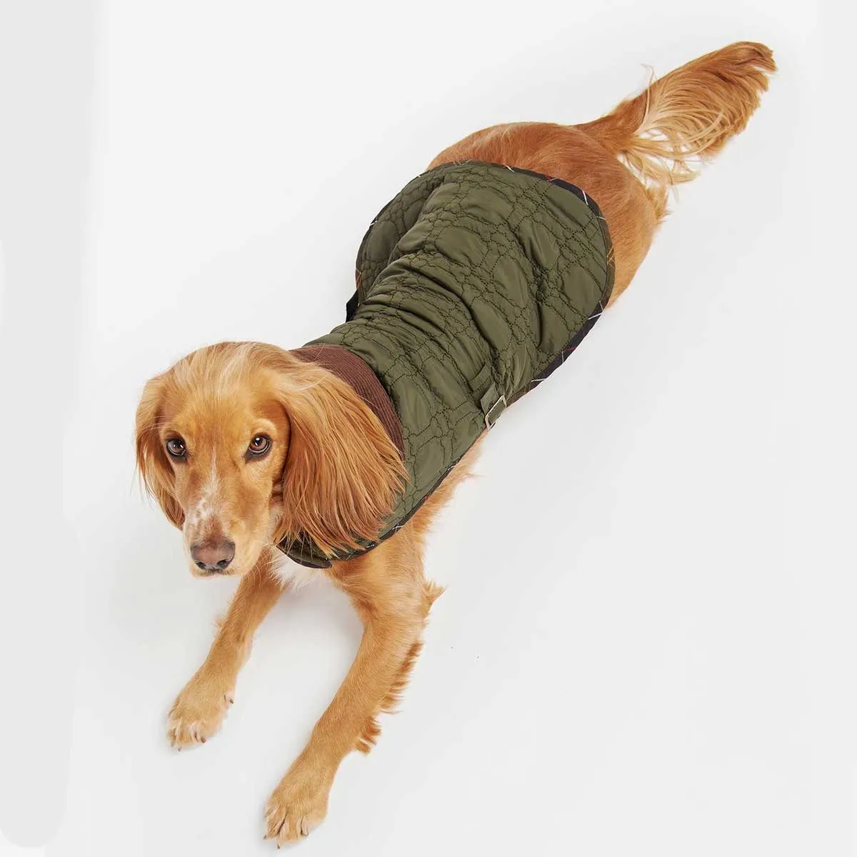 BARBOUR Dog Bone Quilted Dog Coat - Olive