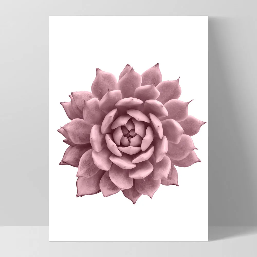 Blush Succulent I - Art Print