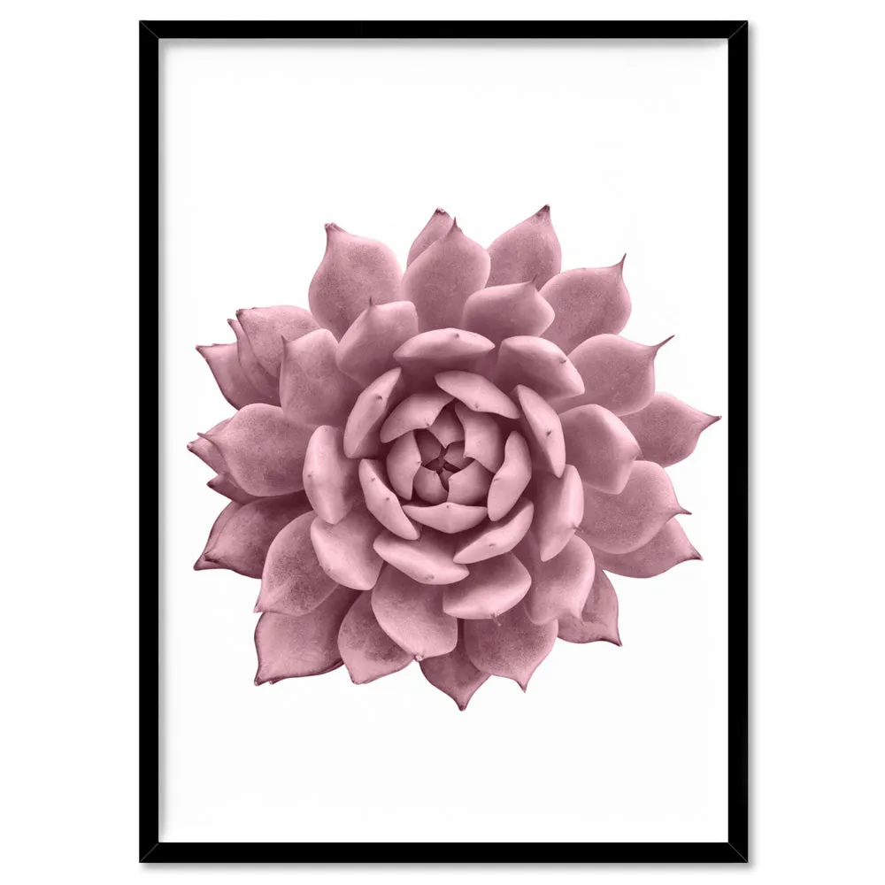 Blush Succulent I - Art Print