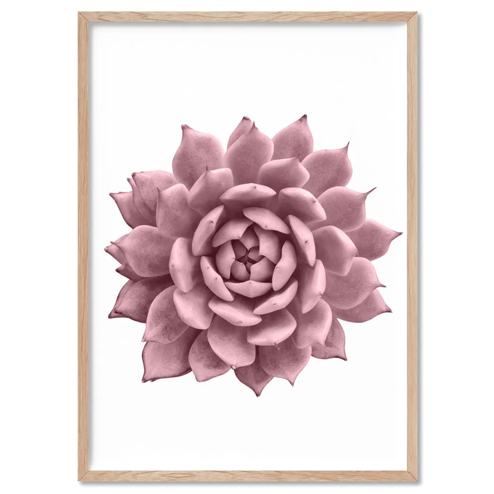 Blush Succulent I - Art Print