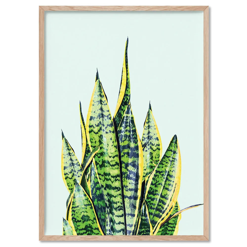 Cactus Succulent Snake Plant - Art Print